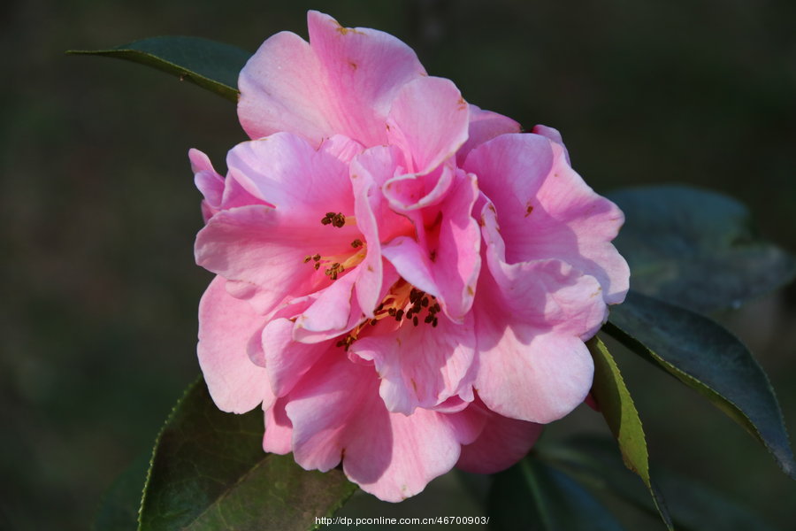 春天的花会开——梅花,山茶花