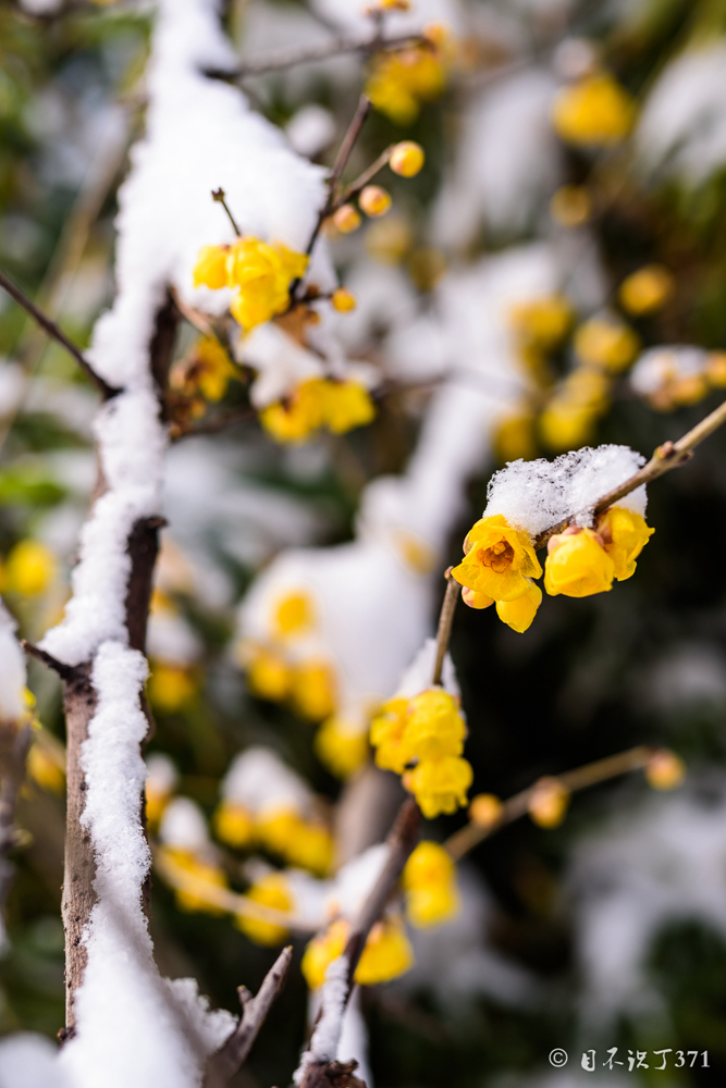 腊梅傲雪图