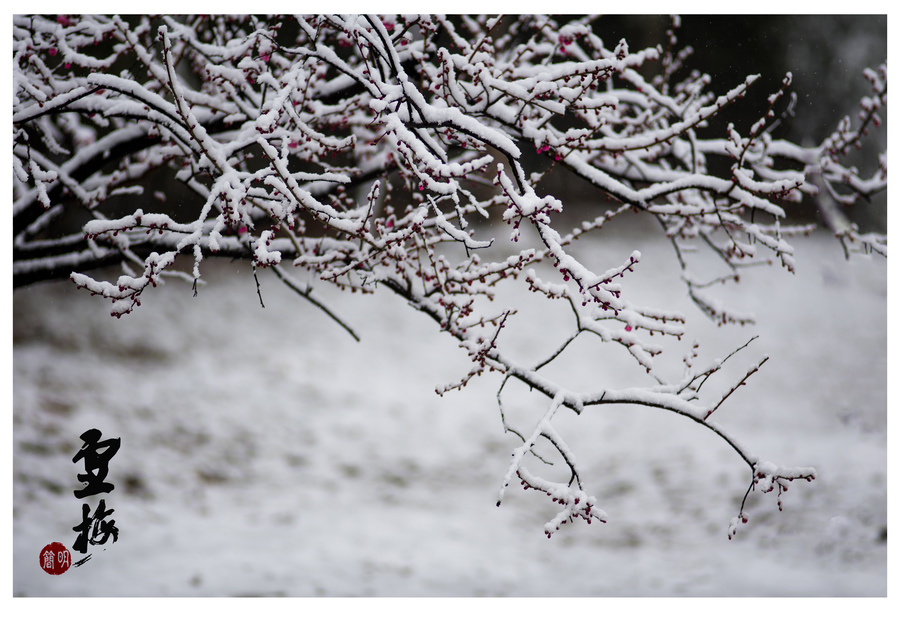 雪梅