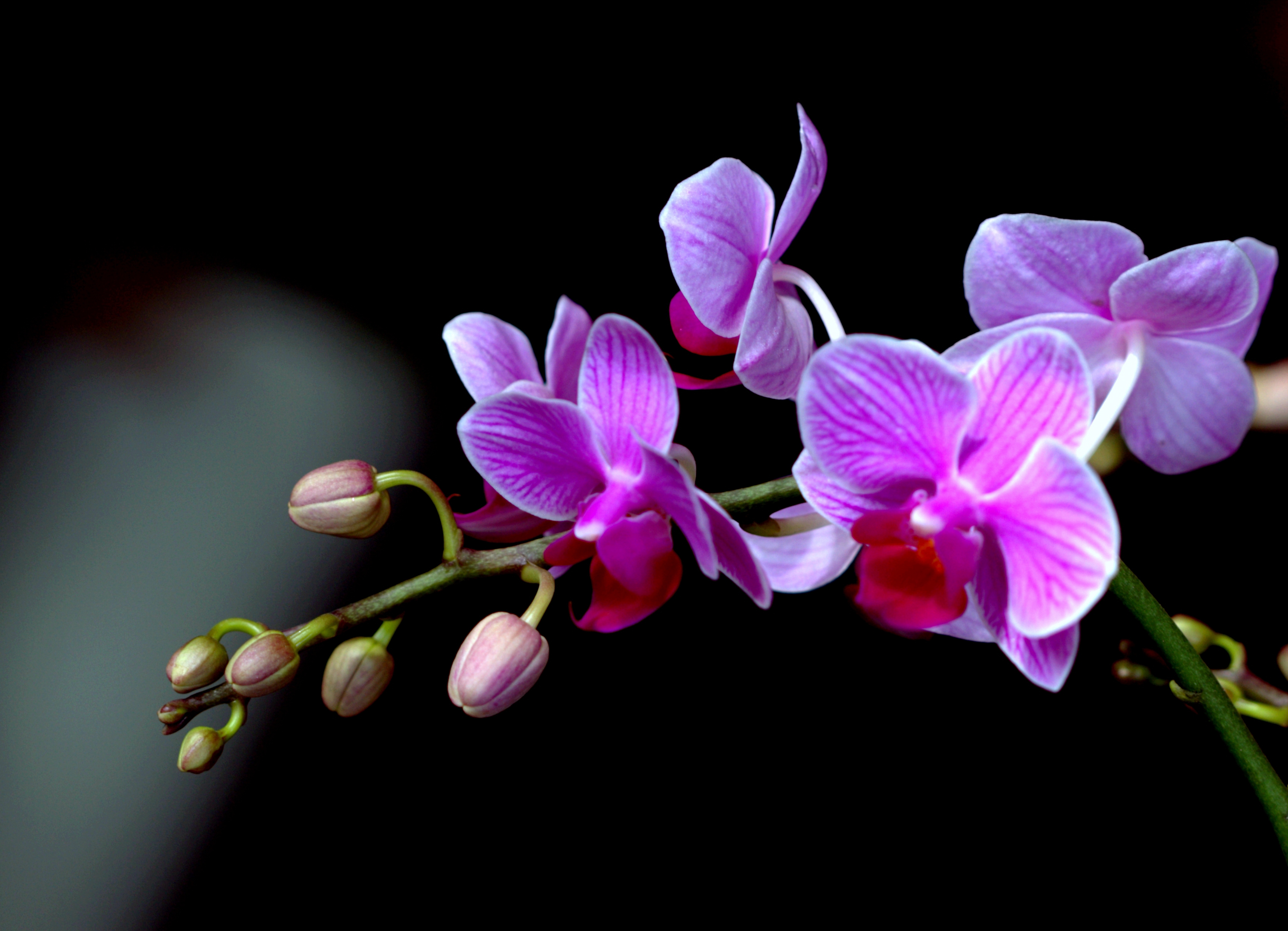 各种兰花图片及名称,常见兰花品种图片名称,兰花名贵品种图片名称_大山谷图库