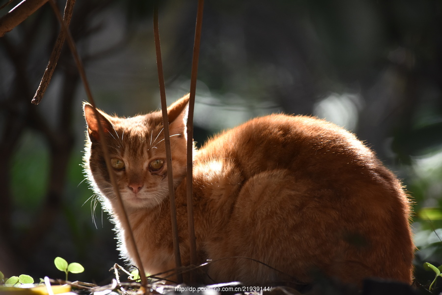 【上海拍摄的流浪猫摄影图片】生态摄影_太平洋电脑网