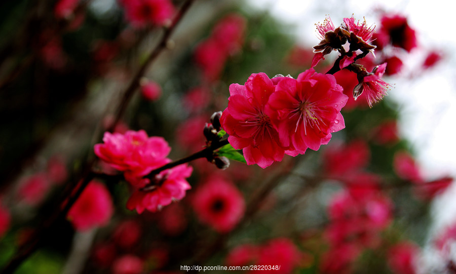 桃花开了,桃花红了.