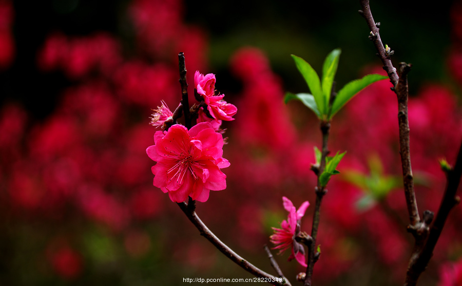 桃花开了,桃花红了.