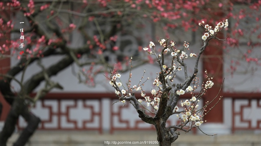 一任群芳妒