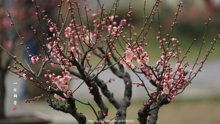 一任群芳妒