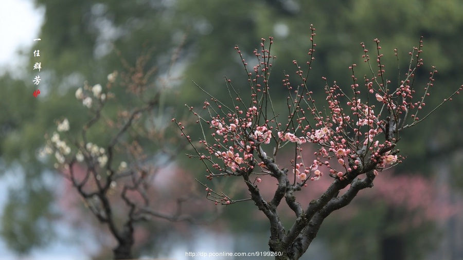 一任群芳妒