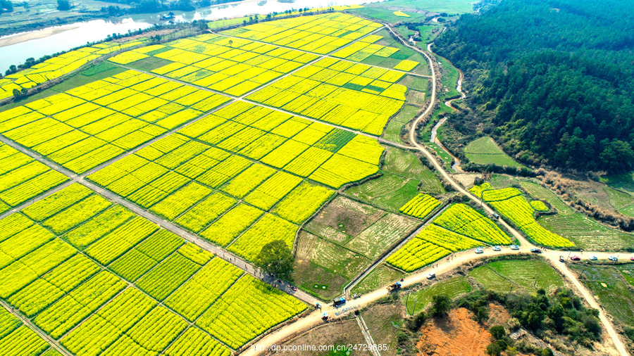 江西吉水:乌江千亩油菜花海醉游人