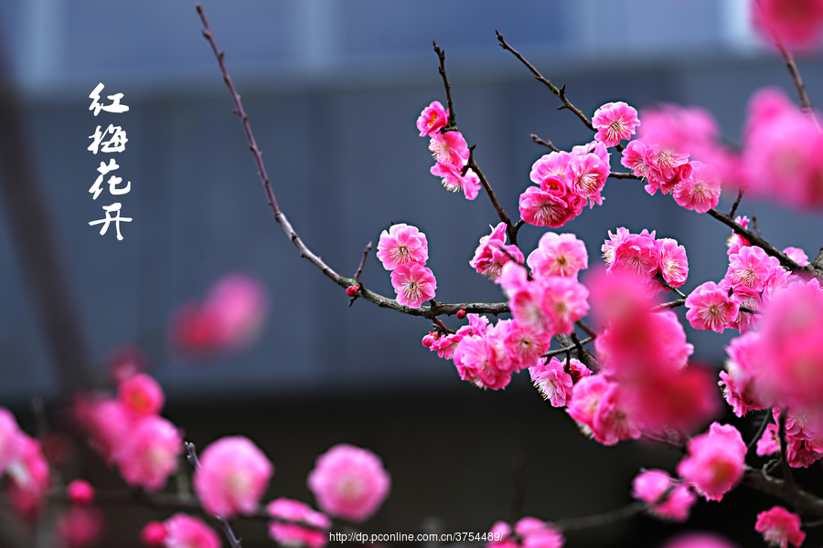 红梅花开