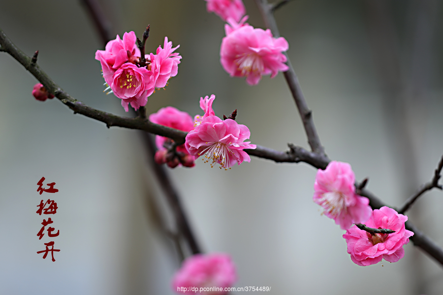 红梅花开