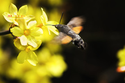 长喙鹰蛾（蜂鸟蛾）和迎春花