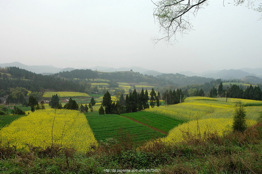 田野的春天