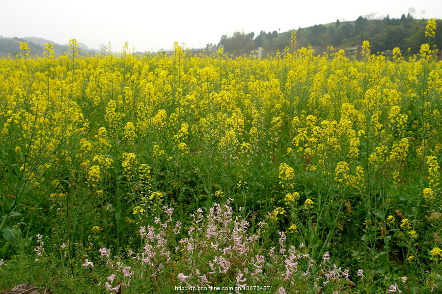 田野的春天