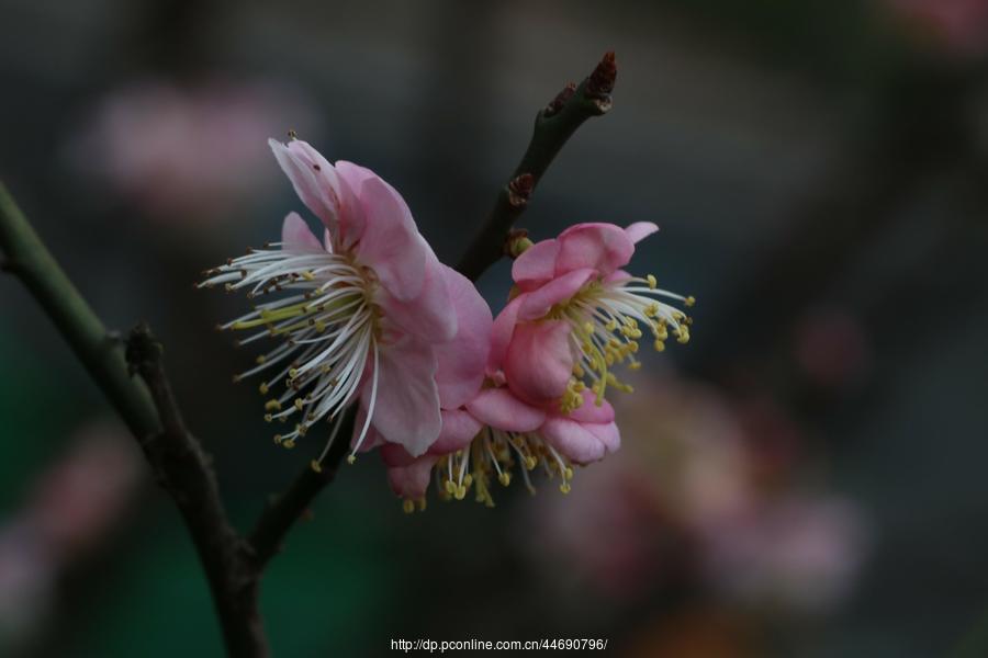 万树寒无色,南枝独有花-梅花