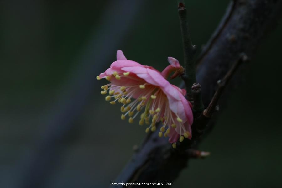 万树寒无色,南枝独有花-梅花