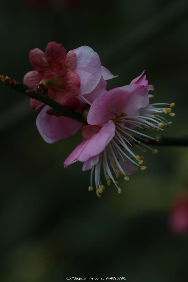 万树寒无色,南枝独有花-------梅花