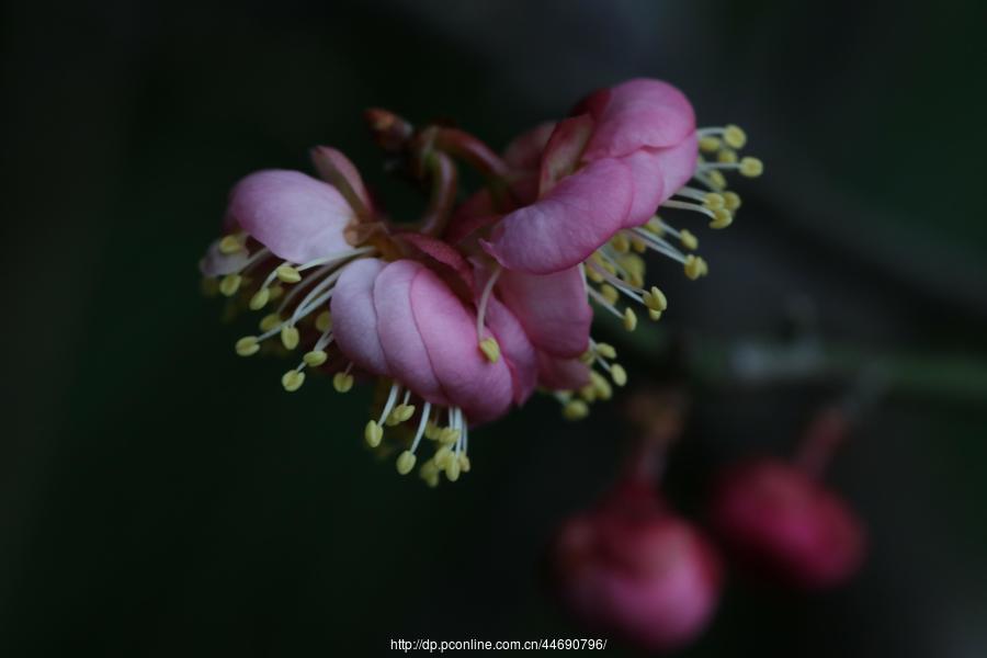 万树寒无色,南枝独有花-梅花