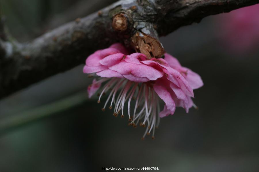 万树寒无色,南枝独有花-梅花