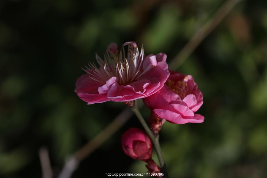 万树寒无色,南枝独有花-梅花