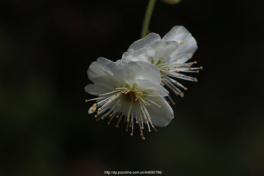 万树寒无色,南枝独有花-梅花