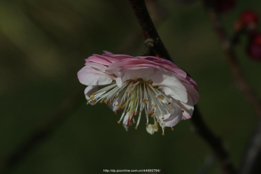 万树寒无色,南枝独有花-梅花