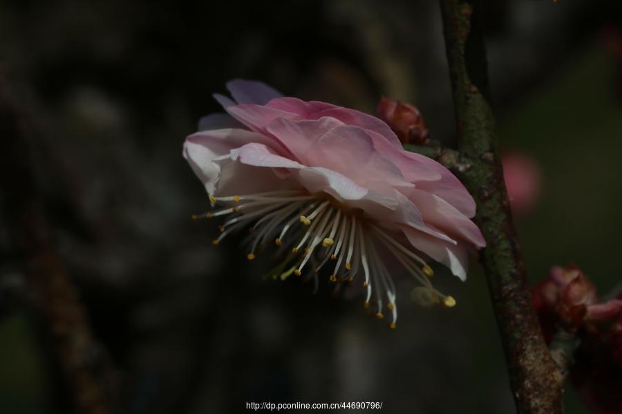 万树寒无色,南枝独有花-梅花