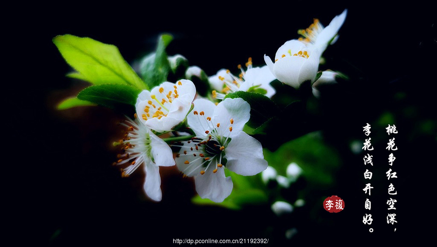 【手机拍李花摄影图片】生态摄影_太平洋电脑网摄影部落