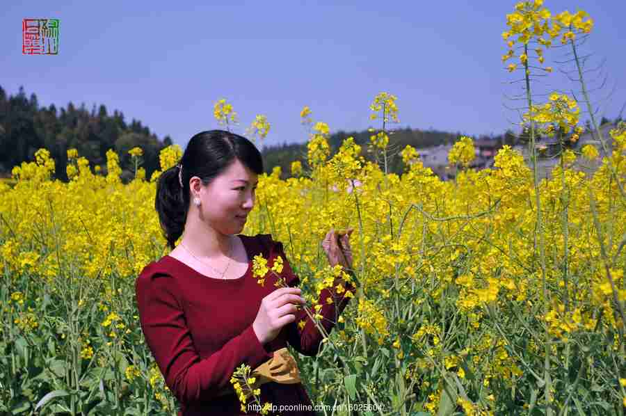 春天的油菜花