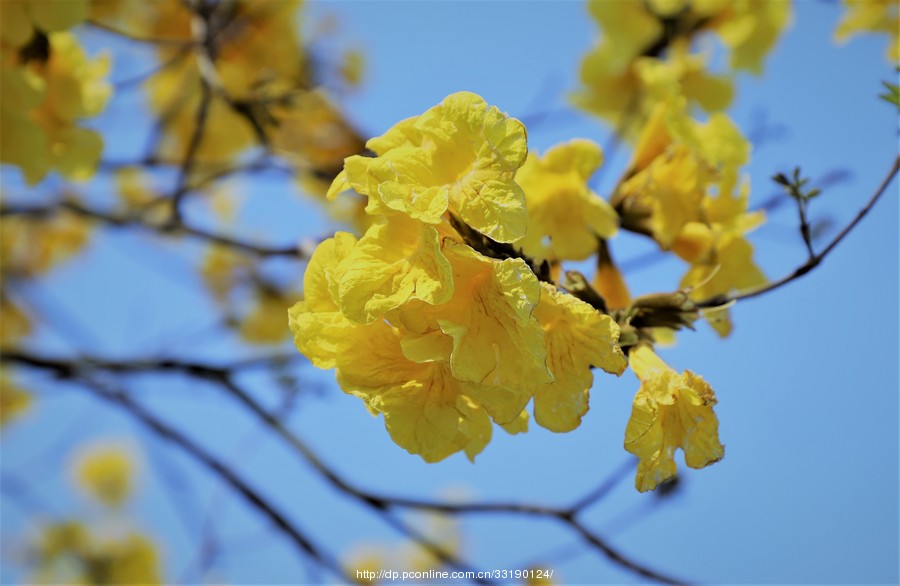 金花银花