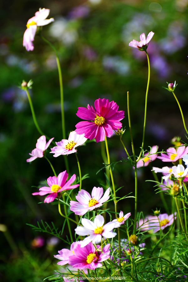 格桑花