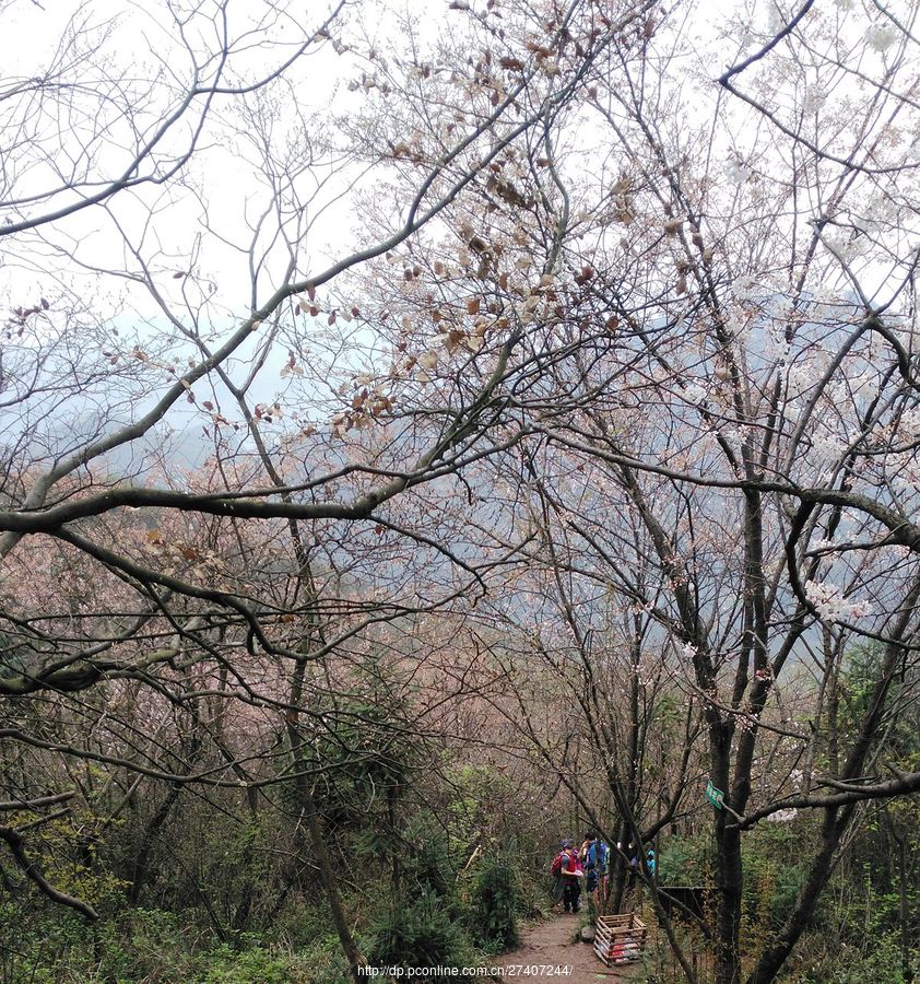 北山头野樱花