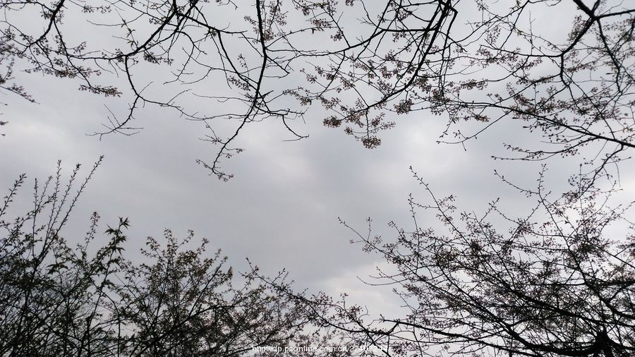 北山头野樱花