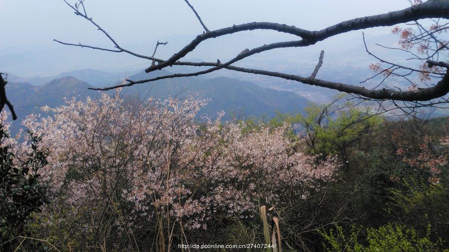 湖北省大冶市殷祖镇北山头,是野生樱花品种最多的山区之一,有樱花树1