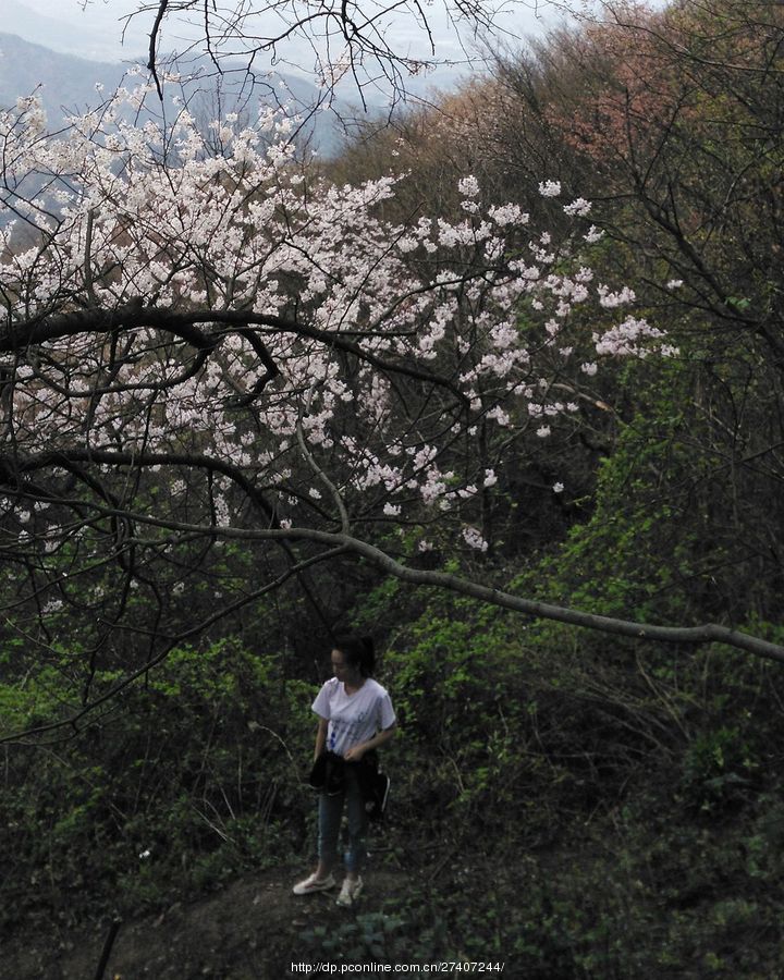 北山头野樱花