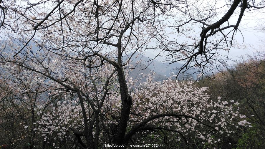 湖北省大冶市殷祖镇北山头,是野生樱花品种最多的山区之一,有樱花树1