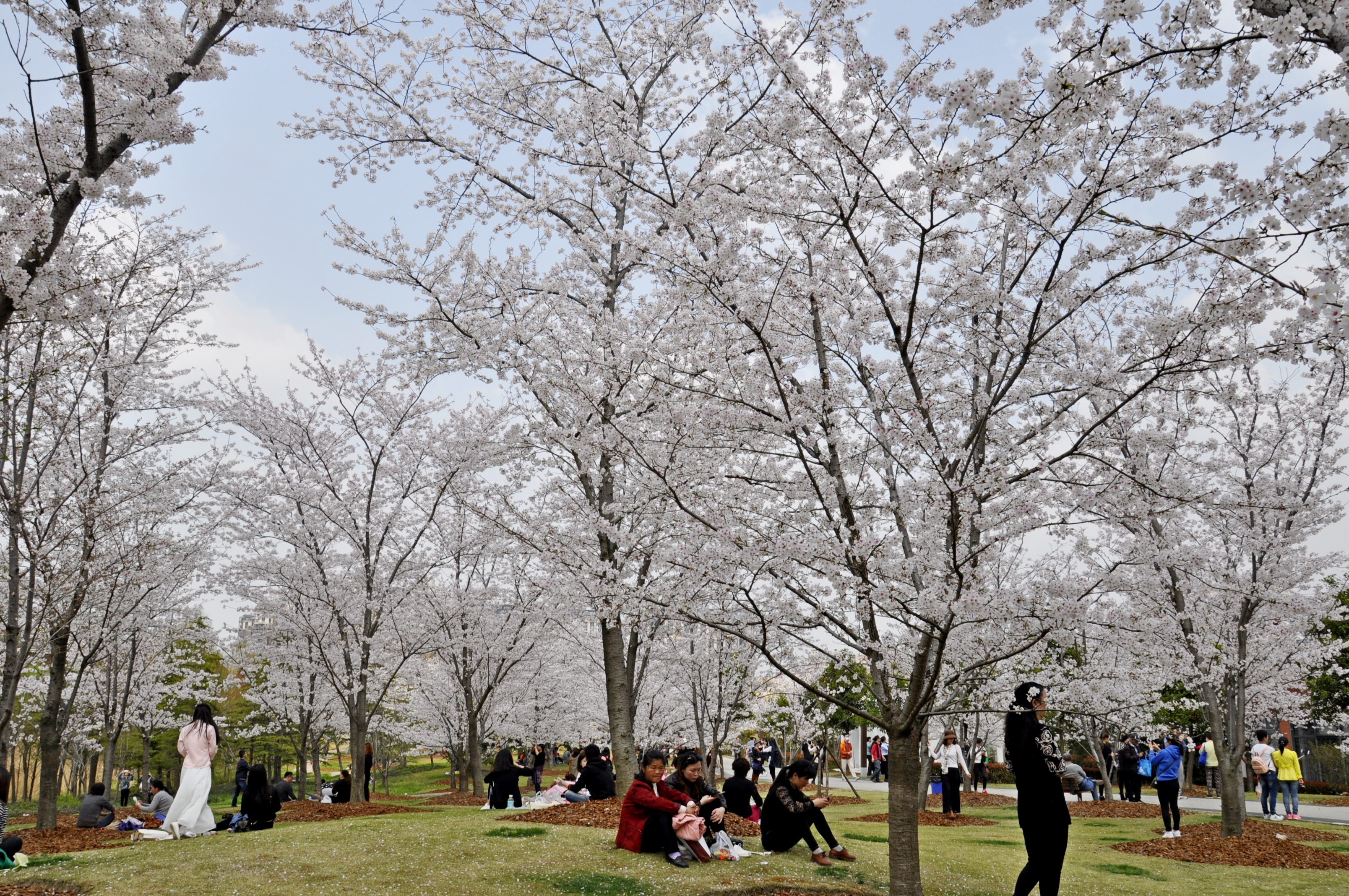 上海顾村公园樱花节