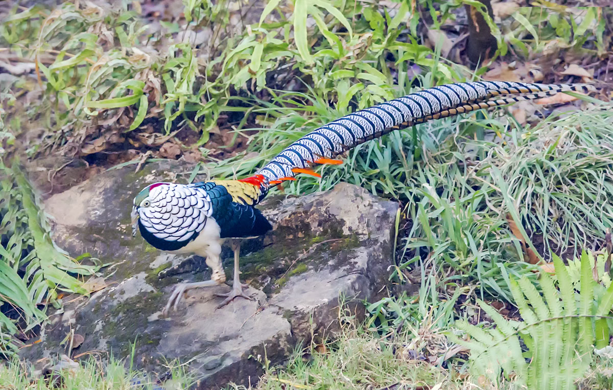 白腹锦鸡