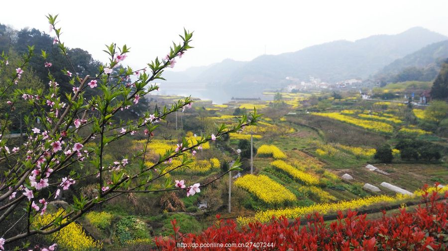 乡村油菜花