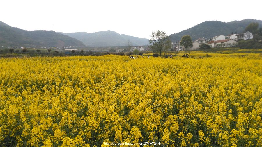 乡村油菜花