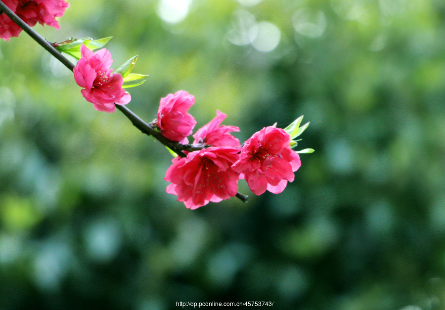 桃花盛开的地方)