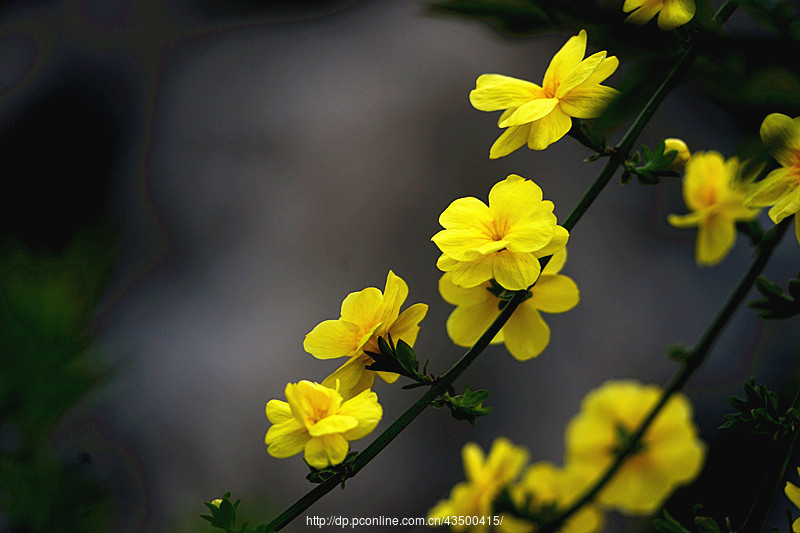 【【盛开的迎春花】摄影图片】生态摄影_太平洋电脑网