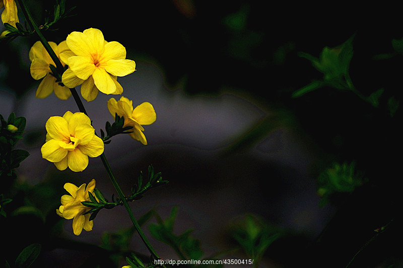 【盛开的迎春花】