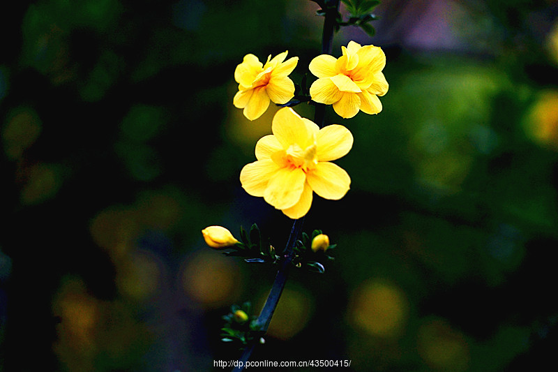 【盛开的迎春花】