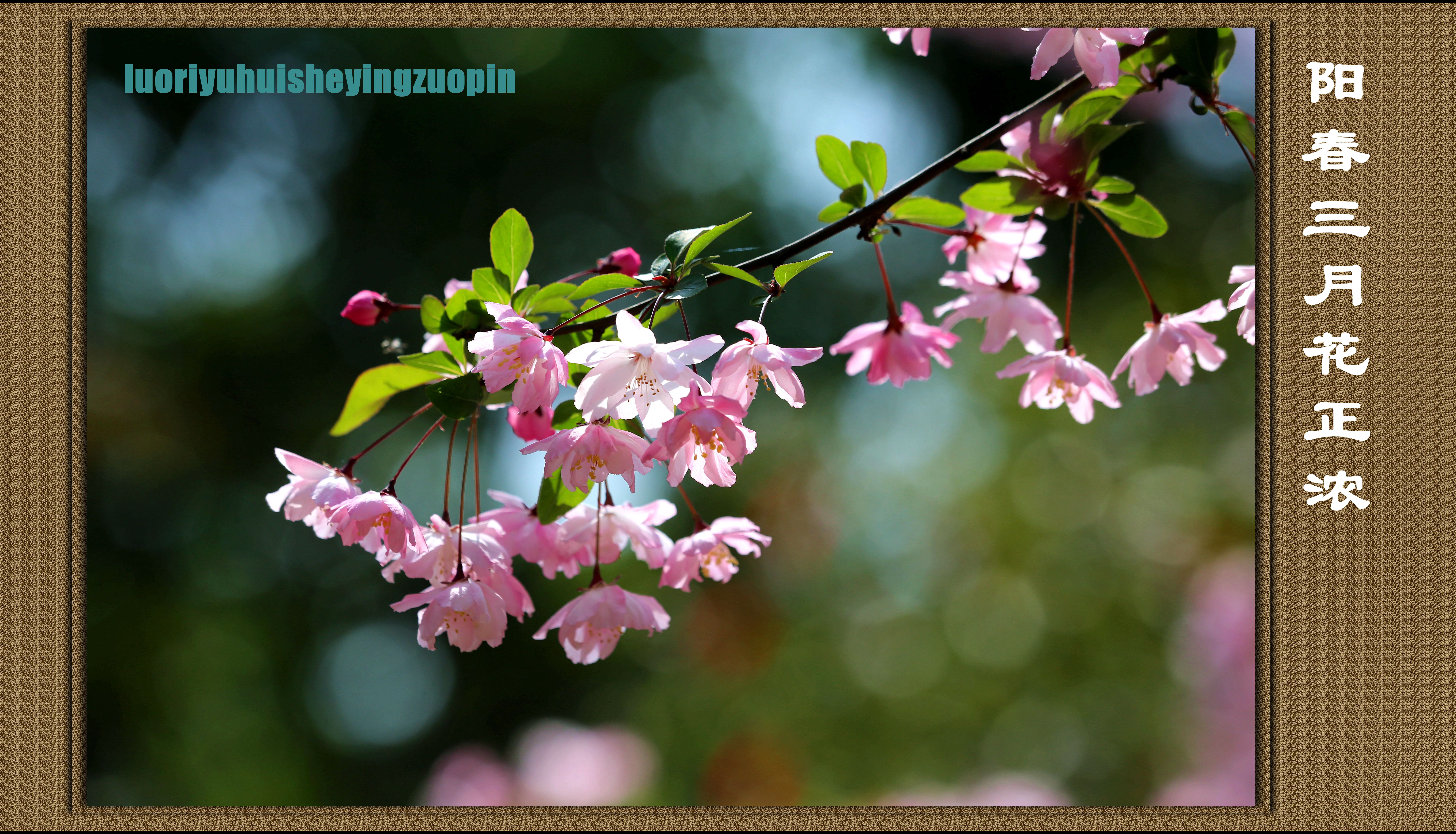 阳春三月花正浓