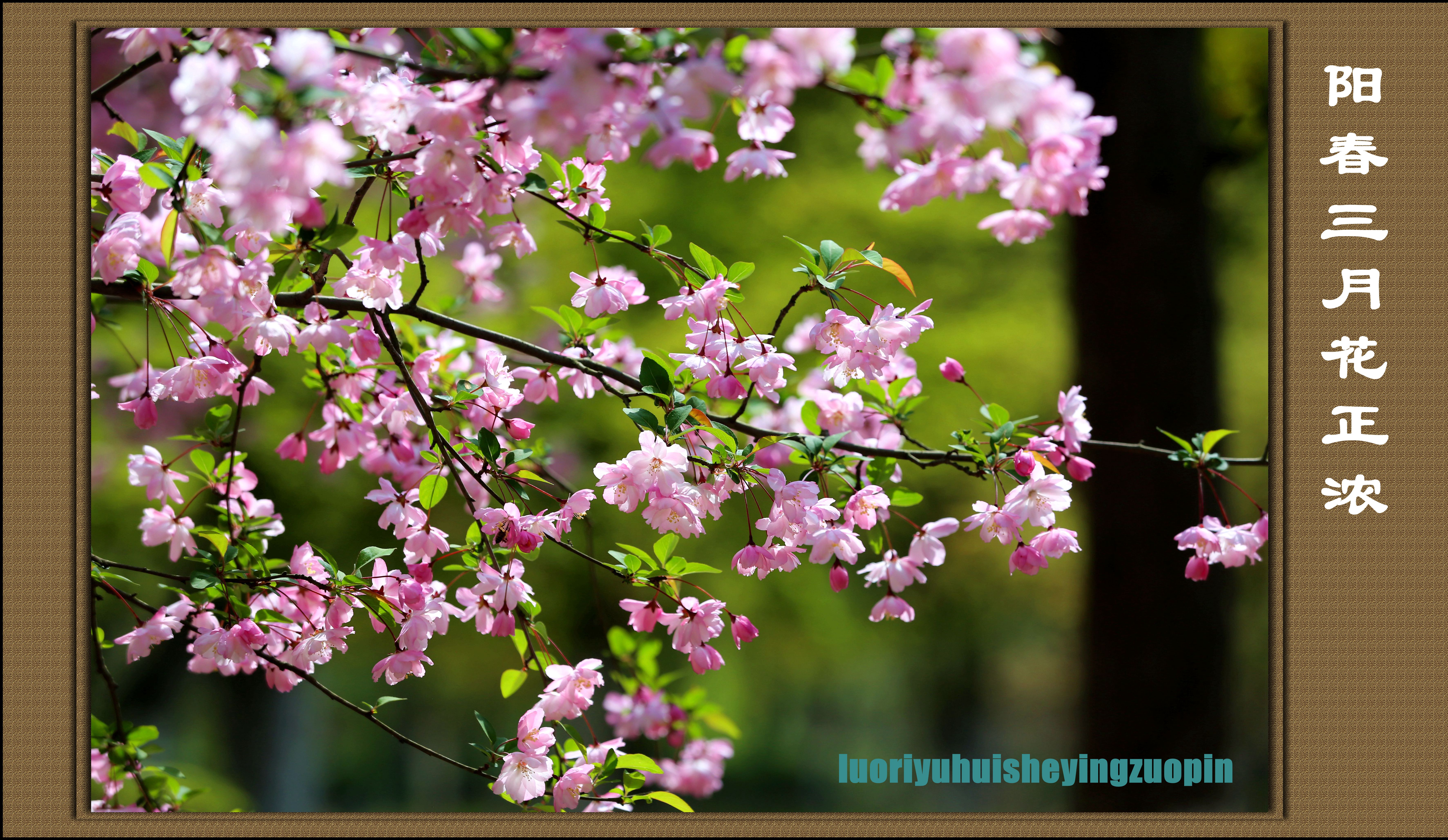 阳春三月花正浓