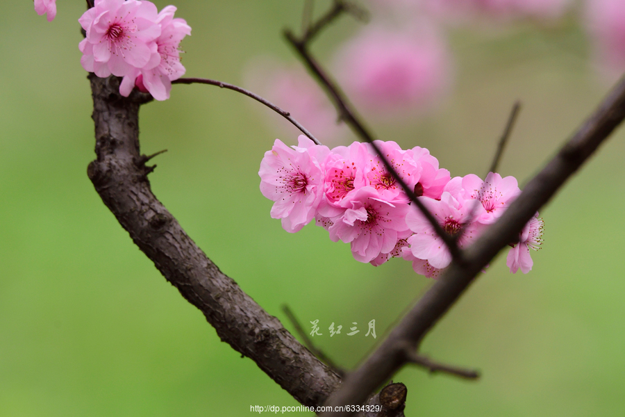 花红三月