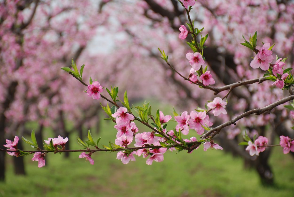 春天桃花盛开高清图片下载-正版图片500320128-摄图网