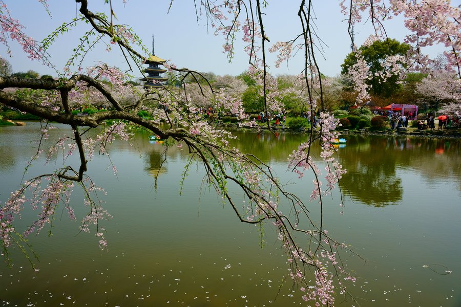 武汉东湖樱园