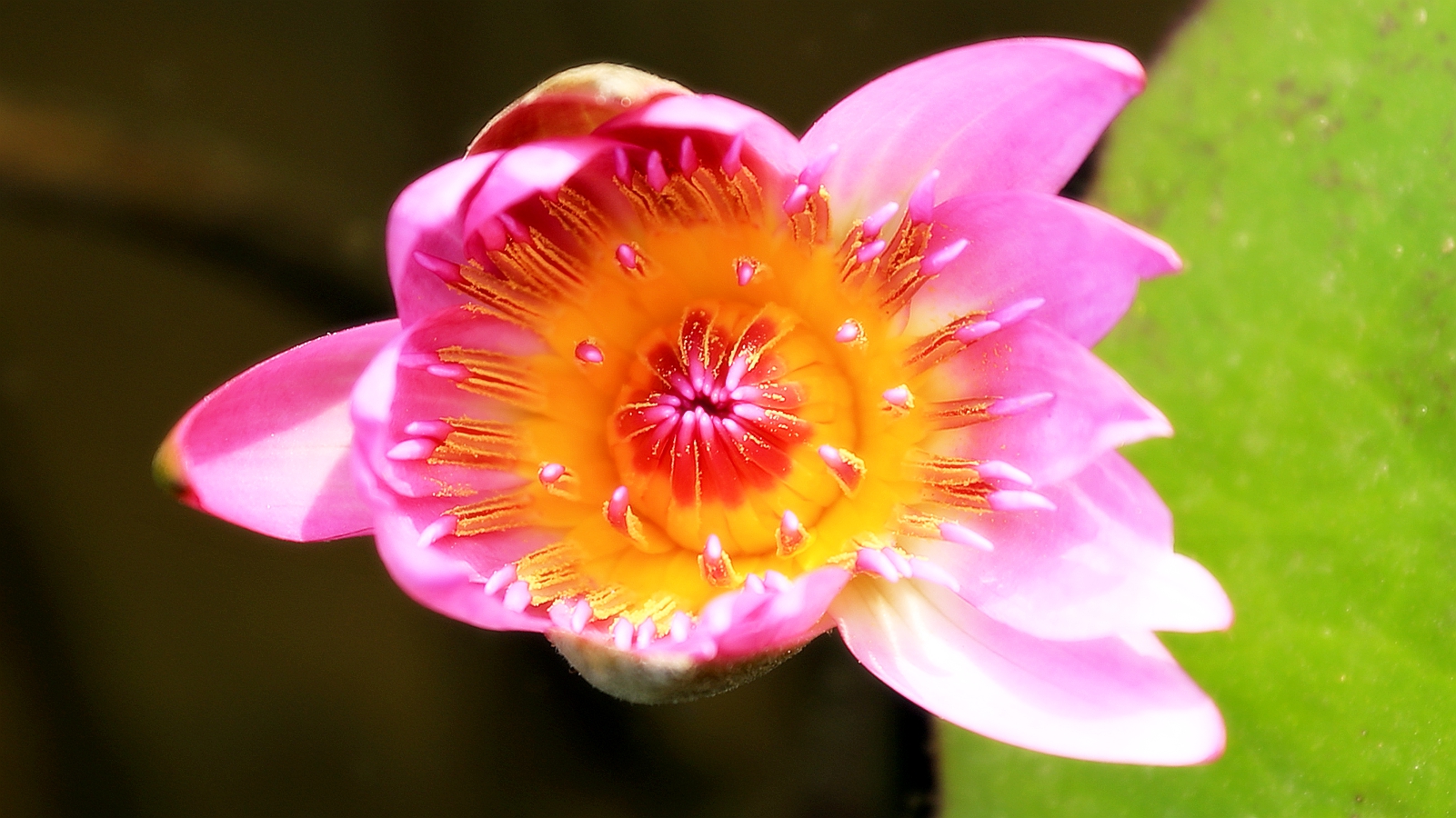 盛开的睡火莲唯美花卉植物图片高清桌面壁纸 -桌面天下（Desktx.com）