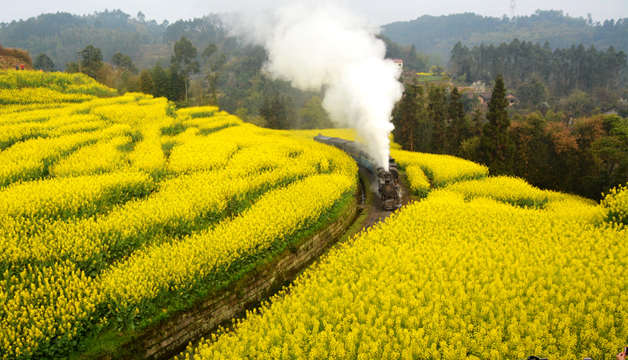 火车穿过油菜花海！网友：春日里的中国太美了 - 知乎