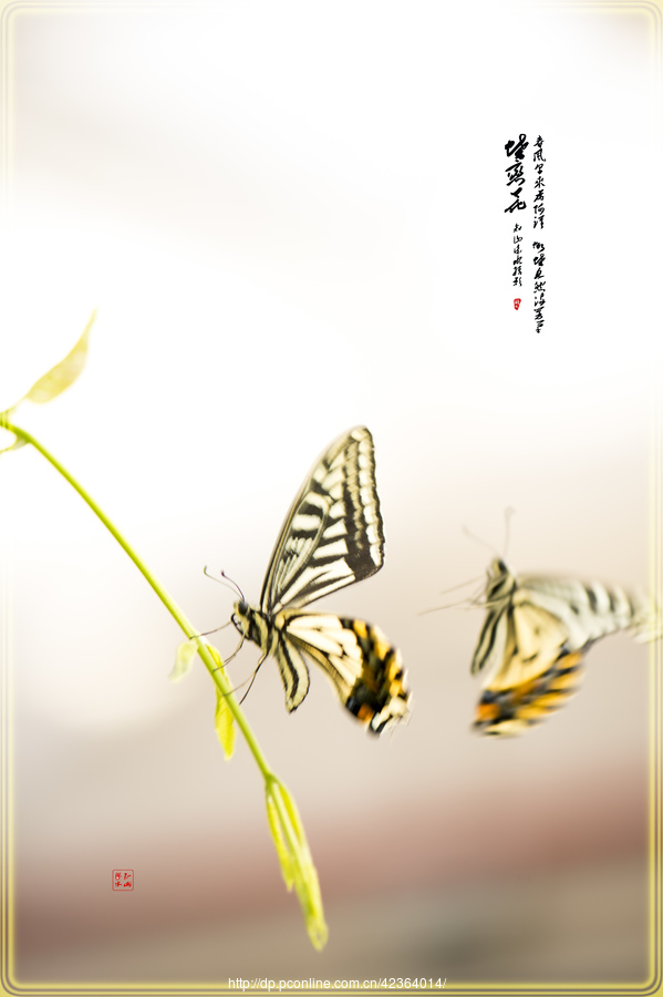 蝶双飞